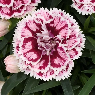 Dianthus caryophyllus 'Sel® Diadeur Sissy' – Kerti szegfű