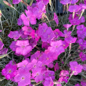 Dianthus gratianopolitanus 'Amarant' - Lilás rózsaszín pünkösdi szegfű Dianthus gratianopolitanus 'Amarant' - Lilás rózsaszín pünkösdi szegfű