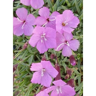 Dianthus gratianopolitanus 'La Bourboule' - Pünkösdi szegfű Dianthus gratianopolitanus 'La Bourboule' - Pünkösdi szegfű