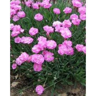 Dianthus gratianopolitanus 'Pink Jewel' – Pünkösdi szegfű Dianthus gratianopolitanus 'Pink Jewel' – Pünkösdi szegfű