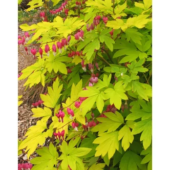 Dicentra spectabilis 'Gold Heart' – Nagy szívvirág