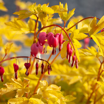 Dicentra spectabilis 'Yellow Leaf' – Szívvirág