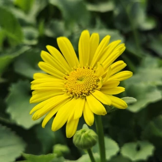 Doronicum orientale 'Leonardo Compact' - Sárga kaukázusi zergevirág Doronicum orientale 'Leonardo Compact' - Sárga kaukázusi zergevirág