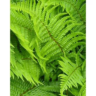 Dryopteris filix-mas - Erdei pajzsika (9x9-es cserépben) Dryopteris filix-mas - Erdei pajzsika (9x9-es cserépben)