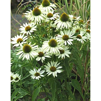 Echinacea purpurea 'Alba' - Bíbor kasvirág (fehér színű) Echinacea purpurea 'Alba' - Bíbor kasvirág (fehér színű)