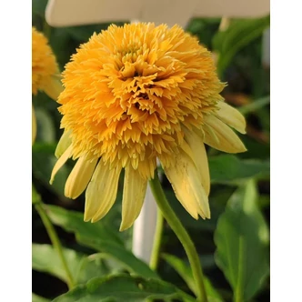 Echinacea purpurea 'Lemon Drop' – Bíbor kasvirág