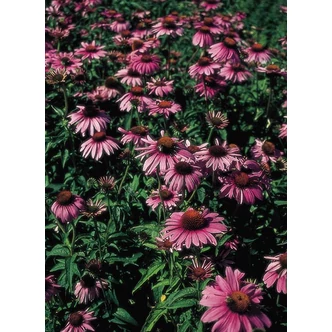 Echinacea purpurea 'Magnus' – Bíbor kasvirág Echinacea purpurea 'Magnus' – Bíbor kasvirág