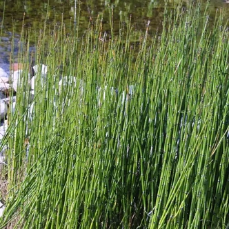 Equisetum hyemale 'Robustum' – Téli zsurló