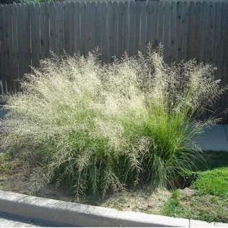 Eragrostis curvula – Tőtippan