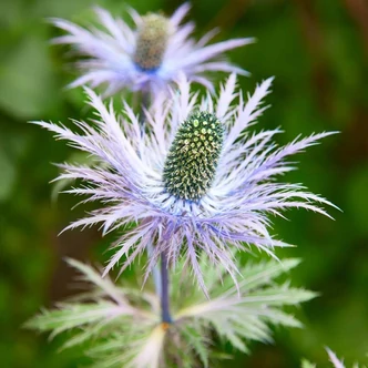 Eryngium alpinum 'Blue Star' – Havasi iringó