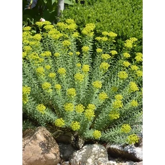 Euphorbia seguieriana subsp. niciciana - Pusztai kutyatej Euphorbia seguieriana subsp. niciciana - Pusztai kutyatej