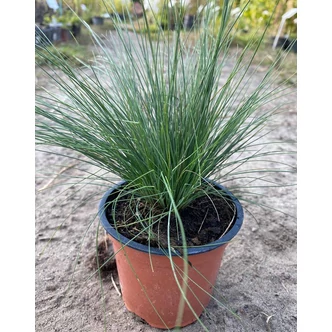 Festuca amethystina – Lila csenkesz Festuca amethystina – Lila csenkesz