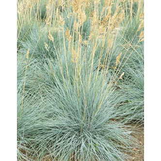 Festuca glauca 'Elijah Blue' - Deres csenkesz Festuca glauca 'Elijah Blue' - Deres csenkesz