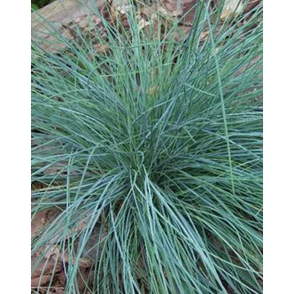 Festuca glauca 'Uchte'- Deres csenkesz Festuca glauca 'Uchte'- Deres csenkesz