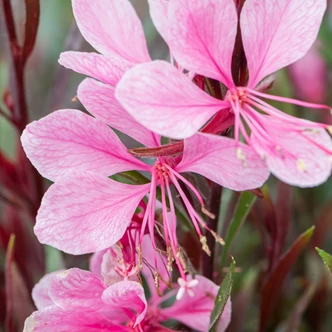 Gaura lindheimeri 'Passionate Blush'® – Évelő díszgyertya