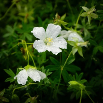 Geranium sanguineum 'Album' - Alacsony gólyaorr Geranium sanguineum 'Album' - Alacsony gólyaorr