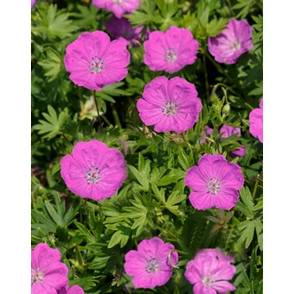 Geranium sanguineum 'Max Frei' - Piros gólyaorr Geranium sanguineum 'Max Frei' - Piros gólyaorr