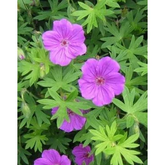 Geranium 'Tiny Monster' - Gólyaorr Geranium 'Tiny Monster' - Gólyaorr