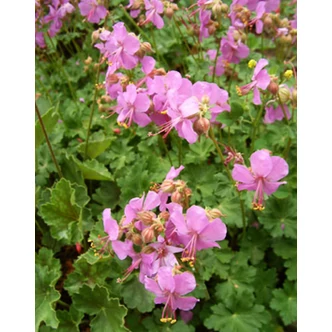 Geranium x cantabrigiense 'Karmina' – Angol gólyaorr Geranium x cantabrigiense 'Karmina' – Angol gólyaorr