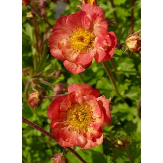 Geum 'Mango Lassi' - Gyömbérgyökér Geum 'Mango Lassi' - Gyömbérgyökér