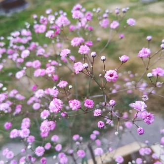 Gypsophila 'Festival Pink Lady'® – Fátyolvirág