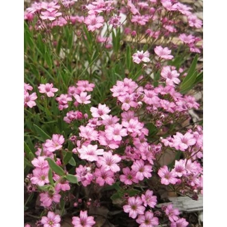 Gypsophila repens 'Filou Rose' – Havasi fátyolvirág Gypsophila repens 'Filou Rose' – Havasi fátyolvirág