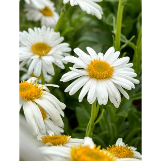 Aster alpinus 'Albus' - Havasi őszirózsa, gerebcsin (fehér) Aster alpinus 'Albus' - Havasi őszirózsa, gerebcsin (fehér)