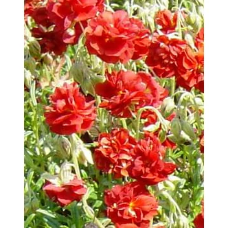 Helianthemum 'Amabile Plenum' ('Rubin') - Napvirág (sötétpiros, telt) Helianthemum 'Amabile Plenum' ('Rubin') - Napvirág (sötétpiros, telt)