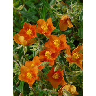 Helianthemum 'Bronzeteppich' – Napvirág