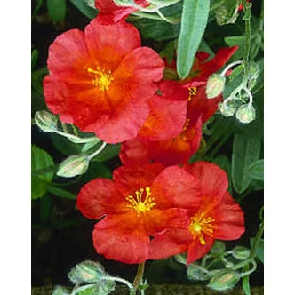 Helianthemum 'Fire Dragon' - Napvirág (narancspiros, sárga középpel) Helianthemum 'Fire Dragon' - Napvirág (narancspiros, sárga középpel)