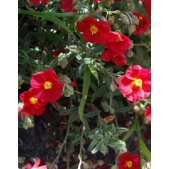 Helianthemum hybridum 'Elizabeth' – Napvirág 