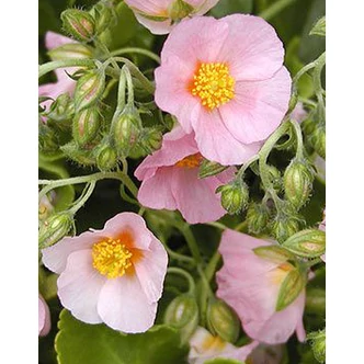 Helianthemum 'Lawrenson's Pink' - Napvirág (halvány rózsaszín virág sárga szemmel) Helianthemum 'Lawrenson's Pink' - Napvirág (halvány rózsaszín virág sárga szemmel)