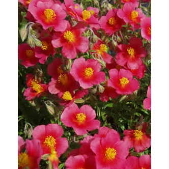 Helianthemum 'Mette' - Napvirág (sötét rózsaszín) Helianthemum 'Mette' - Napvirág (sötét rózsaszín)