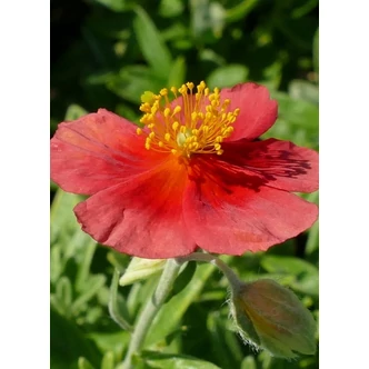 Helianthemum 'Red Dragon' - Napvirág