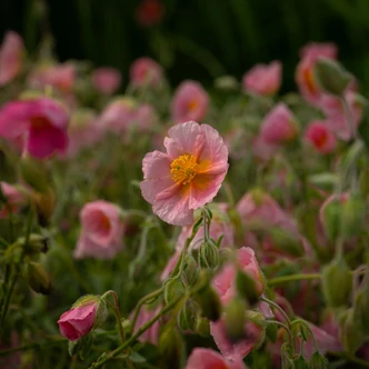 Helianthemum 'Rhodanthe Carneum' ('Wisley Pink') - Napvirág