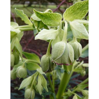 Helleborus foetidus – Télizöld hunyor