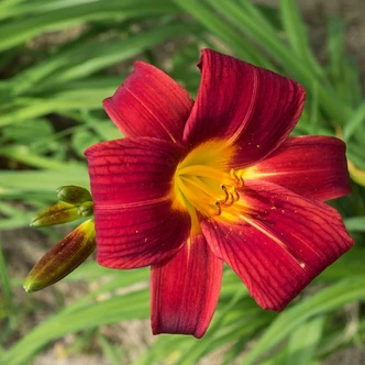 Hemerocallis 'Little Tyke' – Sásliliom