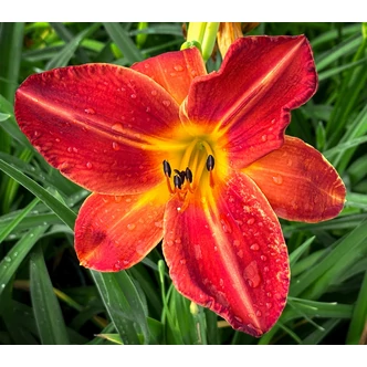 Hemerocallis 'Columbus' – Sásliliom Hemerocallis 'Columbus' – Sásliliom