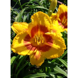 Hemerocallis 'Fooled Me' – Sásliliom Hemerocallis 'Fooled Me' – Sásliliom