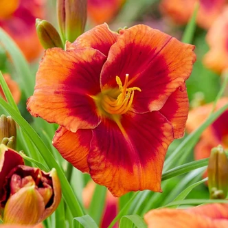 Hemerocallis 'Frank Smith' – Sásliliom