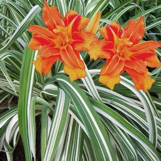 Hemerocallis fulva 'Kwanso Variegata' – Tarkalevelű sásliliom Hemerocallis fulva 'Kwanso Variegata' – Tarkalevelű sásliliom