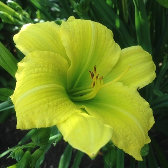 Hemerocallis 'Green Flutter' – Sásliliom