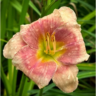 Hemerocallis 'Janice Brown' – Sásliliom Hemerocallis 'Janice Brown' – Sásliliom