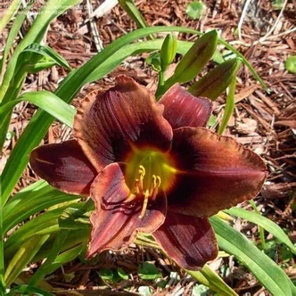 Hemerocallis 'Mahogany Whispers' – Sásliliom Hemerocallis 'Mahogany Whispers' – Sásliliom