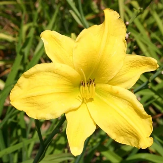 Hemerocallis 'Müncher Kindl' – Sásliliom