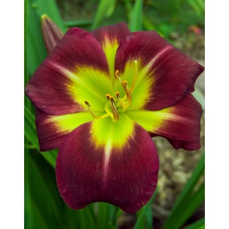Hemerocallis 'Night Beacon' – Sásliliom Hemerocallis 'Night Beacon' – Sásliliom
