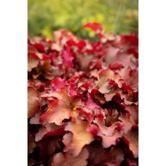 Heuchera 'Cranberry' – Tűzeső