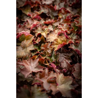 Heuchera micrantha 'Palace Purple' - Lila-bordó tűzeső  Heuchera micrantha 'Palace Purple' - Lila-bordó tűzeső