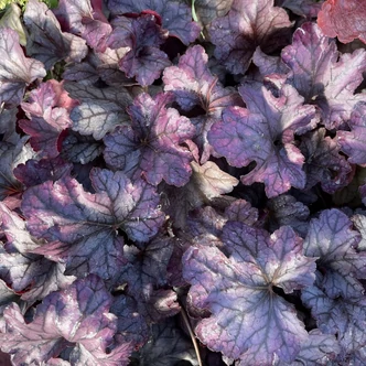 Heuchera 'Plum Royal' - Tűzeső (lila-bordó) Heuchera 'Plum Royal' - Tűzeső (lila-bordó)