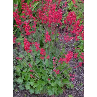 Heuchera sanguinea 'Leuchtkäfer' – Vérvörös tűzeső Heuchera sanguinea 'Leuchtkäfer' – Vérvörös tűzeső